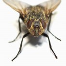 Fly